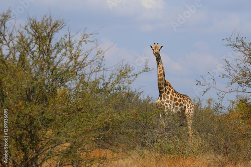 Photography Giraffe / Giraffe / Giraffa camelopardalis