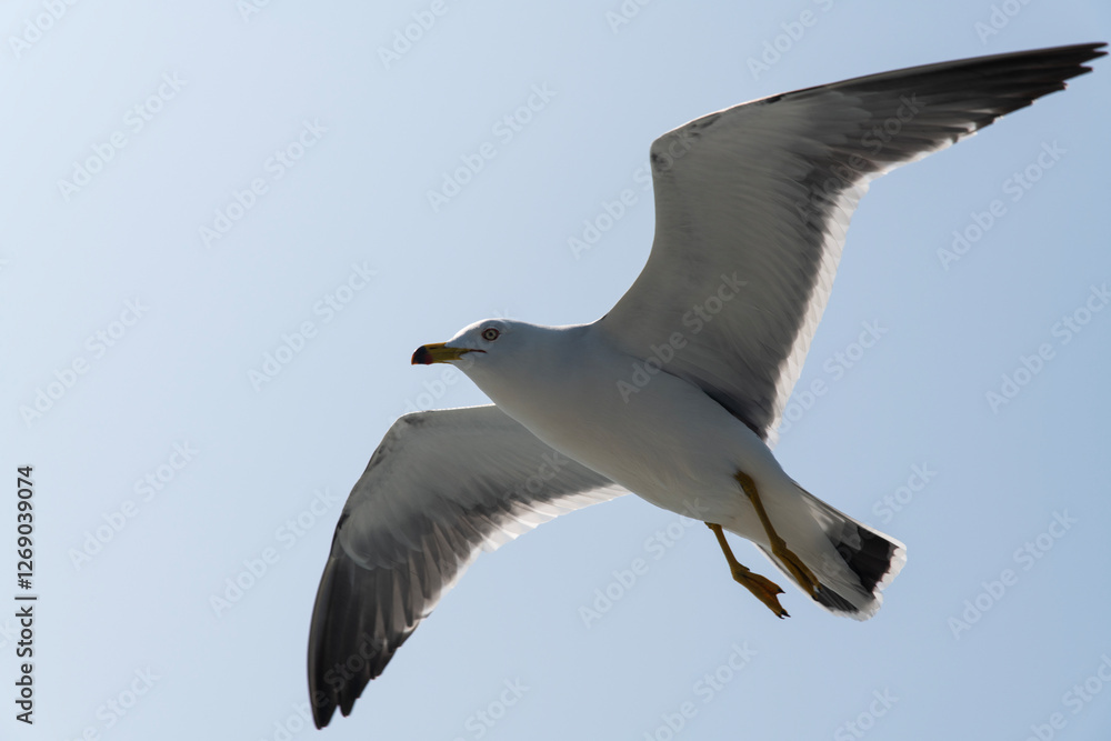 low-angle view of the flying seagull low-angle view of the flying seagull