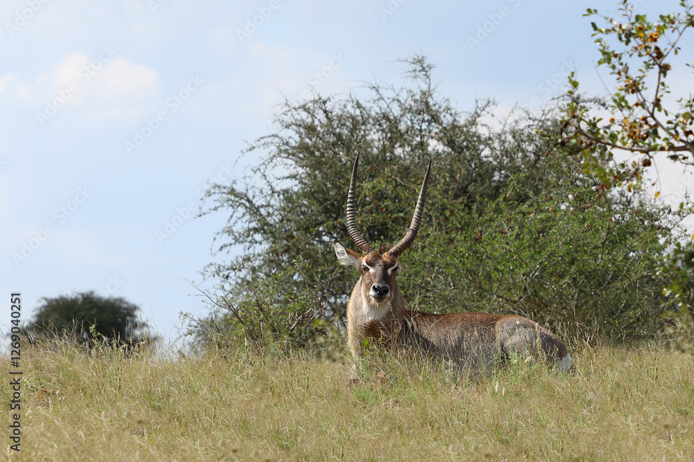 Fototapeta premium Wasserbock / Waterbuck / Kobus ellipsiprymnus