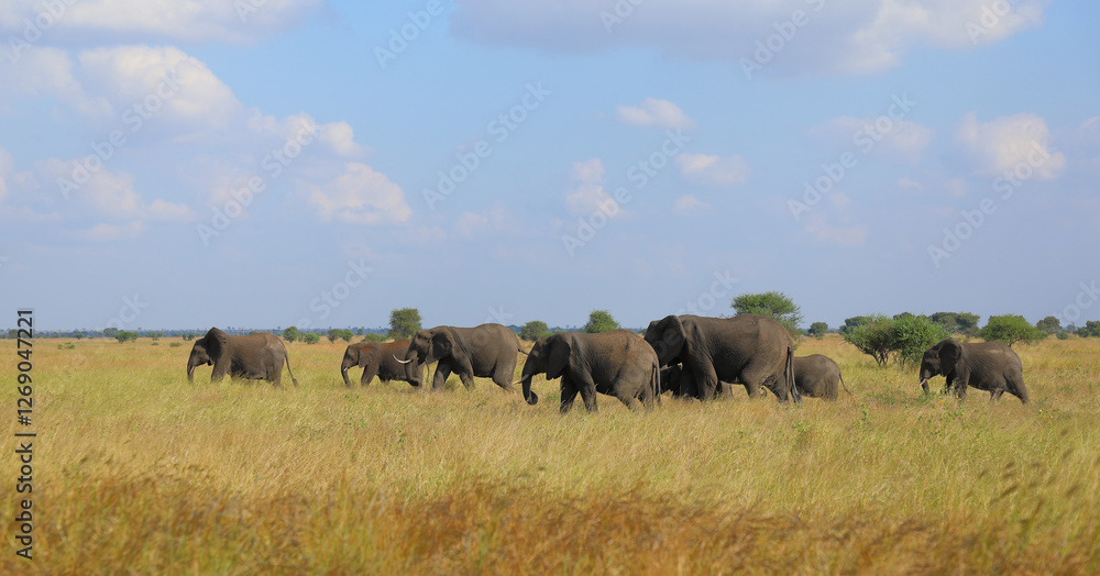 Afrikanischer Elefant / African elephant / Loxodonta africana