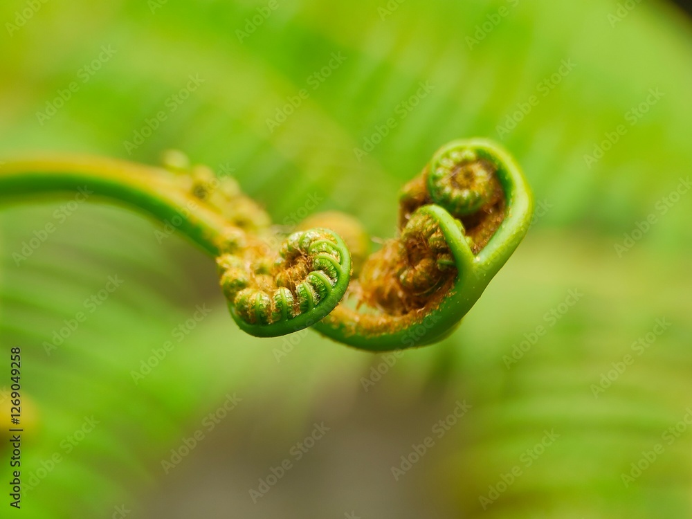 Macro Shot of Young Fern Unfurling Macro Shot of Young Fern Unfurling