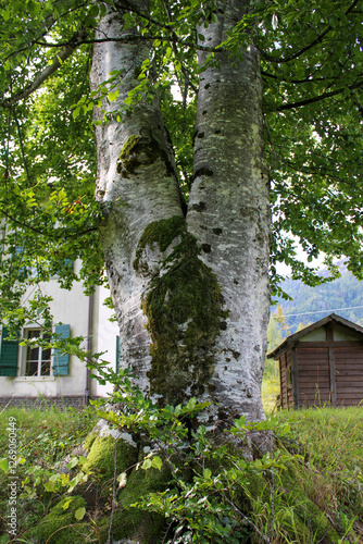 Fusto biforcuto di albero faggio frondoso e pareidolia aliena photo