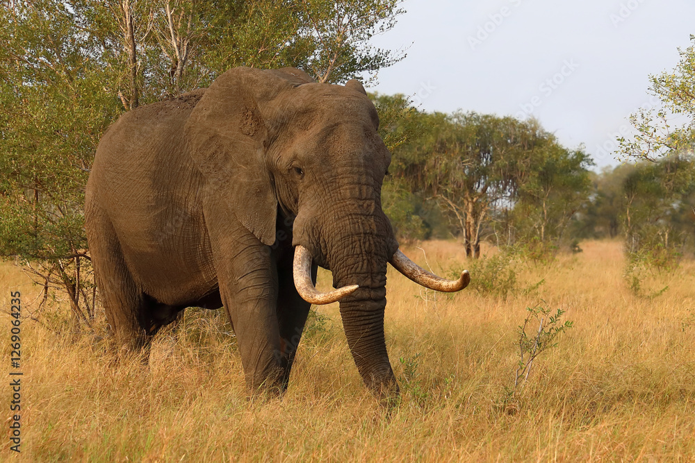Fototapeta premium Afrikanischer Elefant / African elephant / Loxodonta africana..
