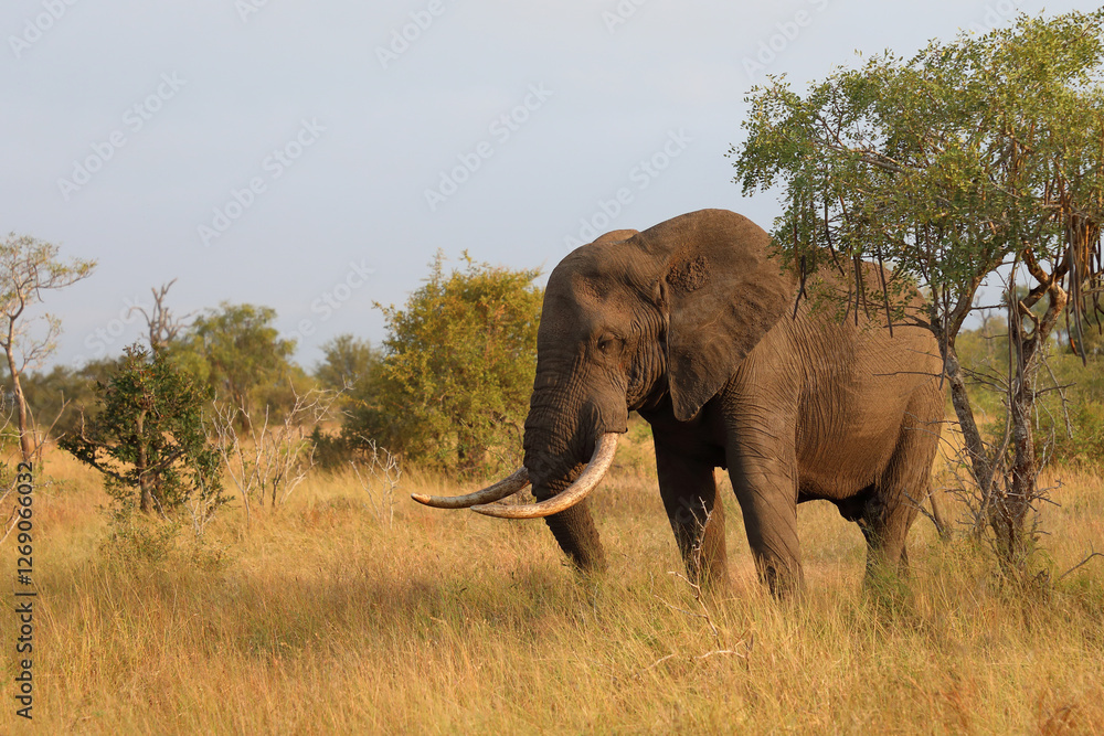 Fototapeta premium Afrikanischer Elefant / African elephant / Loxodonta africana..