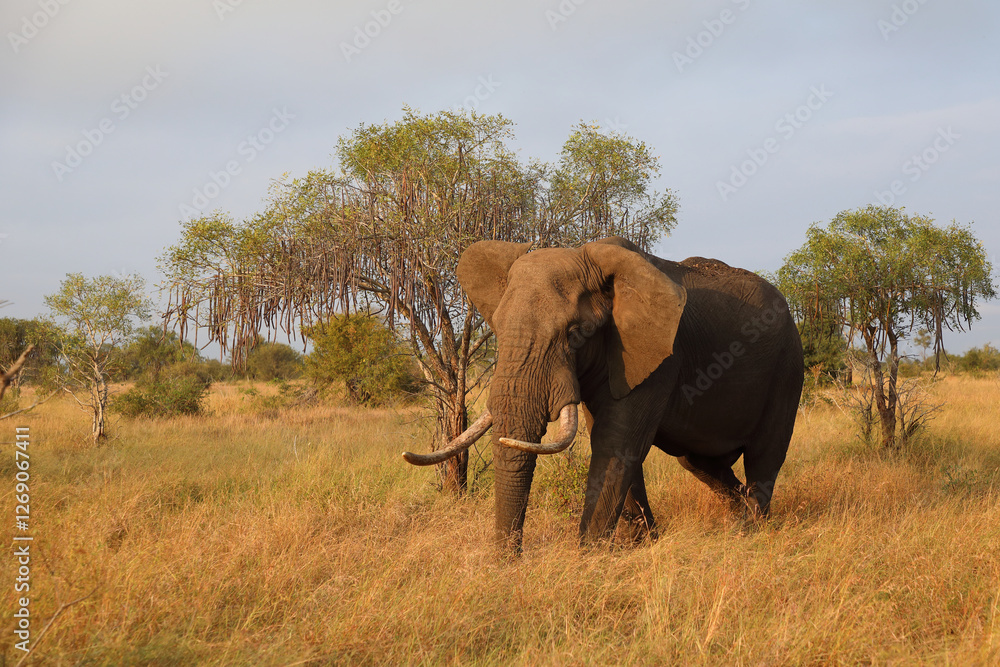 Fototapeta premium Afrikanischer Elefant / African elephant / Loxodonta africana..