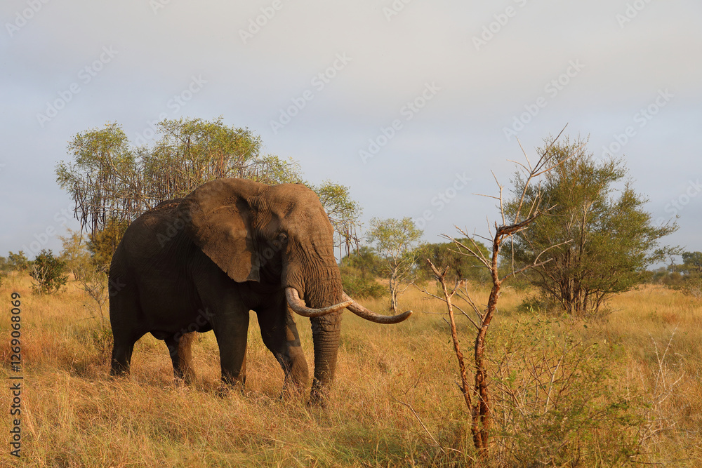 Obraz premium Afrikanischer Elefant / African elephant / Loxodonta africana..