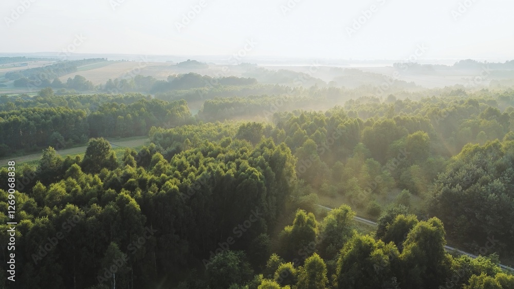 Fototapeta premium Top view of thick forest canopy