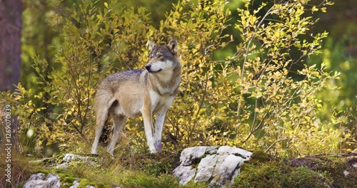Gray Wolf in Autumnal Scandinavian Forest: A Portrait of Nordic Wildlife