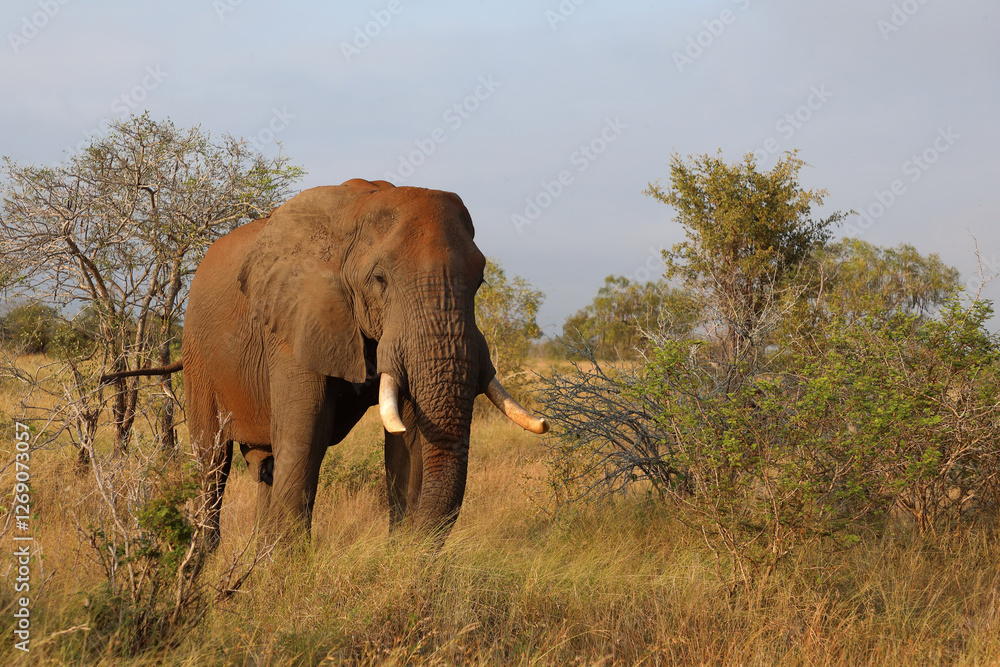 Obraz premium Afrikanischer Elefant / African elephant / Loxodonta africana..