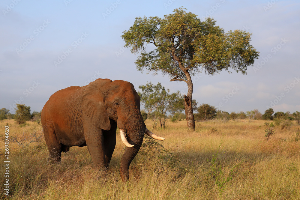 Obraz premium Afrikanischer Elefant / African elephant / Loxodonta africana..