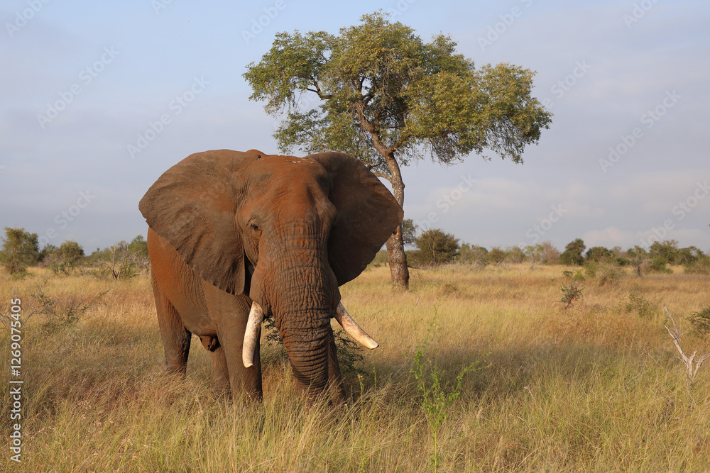 Obraz premium Afrikanischer Elefant / African elephant / Loxodonta africana..