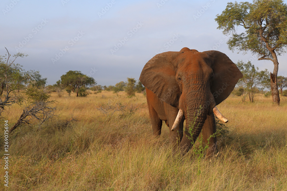 Fototapeta premium Afrikanischer Elefant / African elephant / Loxodonta africana..