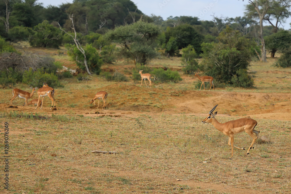 Naklejka premium Schwarzfersenantilope / Impala / Aepyceros melampus