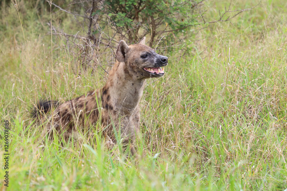 Tüpfelhyäne / Spotted hyaena / Crocuta crocuta.. Tüpfelhyäne / Spotted hyaena / Crocuta crocuta..