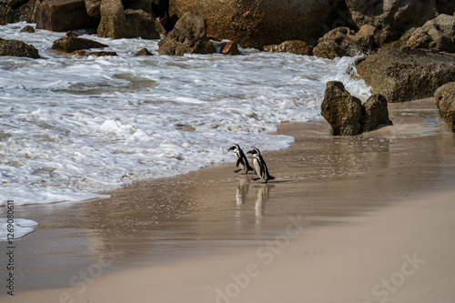 Two African penguins walking towards the ocean at Boulder beach, foxy beach, Table Mountain National Park, Western Cape, South Africa, Africa