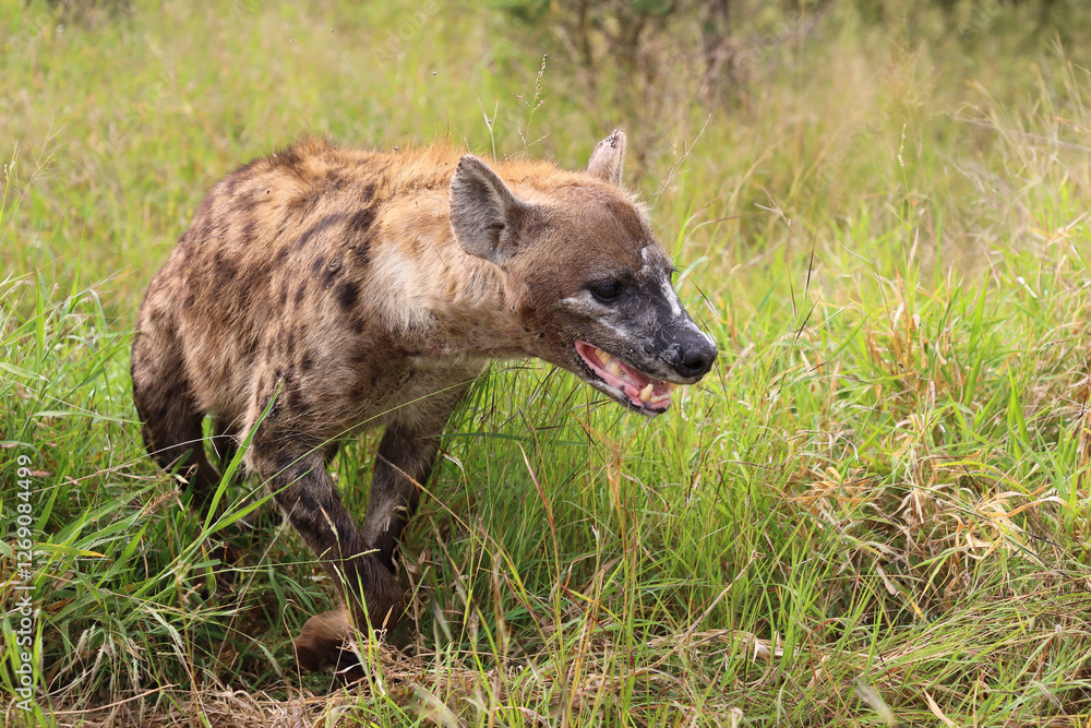 Tüpfelhyäne / Spotted hyaena / Crocuta crocuta.. Tüpfelhyäne / Spotted hyaena / Crocuta crocuta..