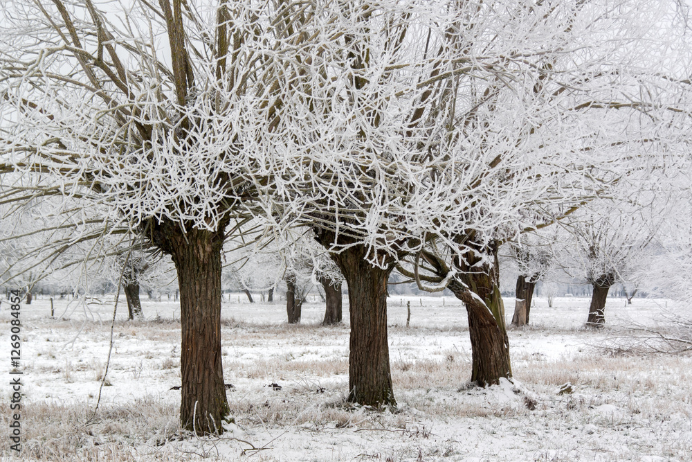 Fototapeta premium Piękno zimowego krajobrazu, Podlasie, Polska