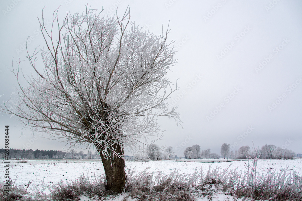 Piękno zimowego krajobrazu, Podlasie, Polska