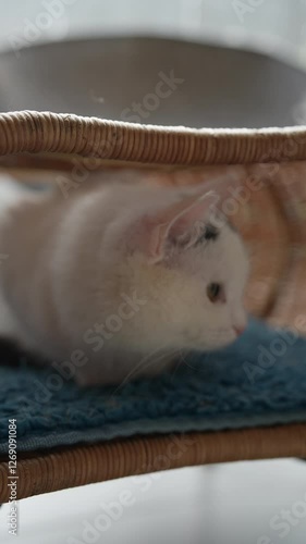 Portrait of white cat with black spots lounging peacefully on a soft light blue bed nestled inside cozy wicker basket. Concept of serene moment of relaxation and comfort. Shooting in slow motion. photo