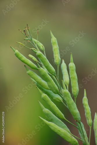 A detailed view of Raphanus raphanistrum, commonly known as wild radish. photo