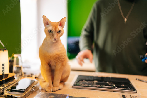 Obraz na plátně Portrait of ginger devon rex cat perching amid electronic repair tools, technician working on disassembled laptop computer in workshop