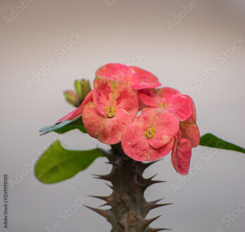 A detailed view of Euphorbia milii, the Crown-of-thorns plant with vibrant flowers. photo