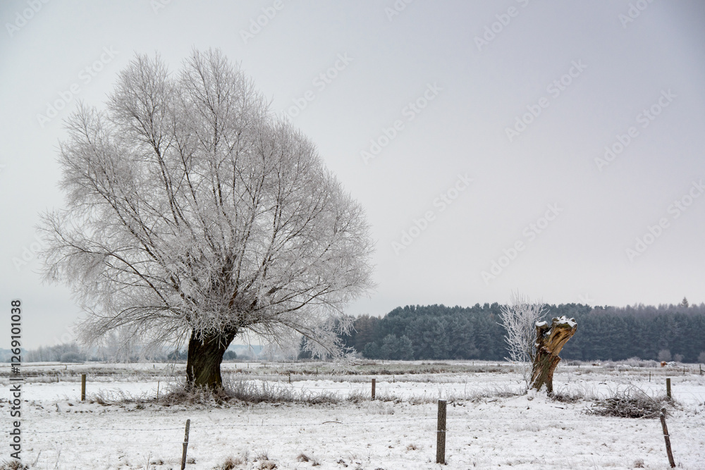 Piękno zimowego krajobrazu, Podlasie, Polska