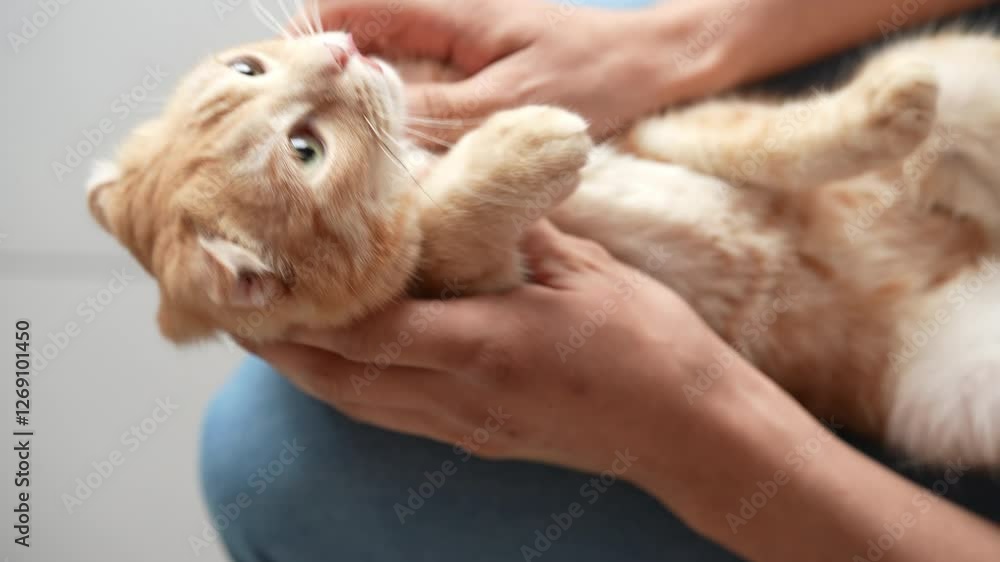 Top view of caring pet owner lovingly stroking orange tabby cat, showcasing tender moment of companionship. Cute feline appears calm and content, enjoying gentle touch and attention, slow motion. Top view of caring pet owner lovingly stroking orange tabby cat, showcasing tender moment of companionship. Cute feline appears calm and content, enjoying gentle touch and attention, slow motion.