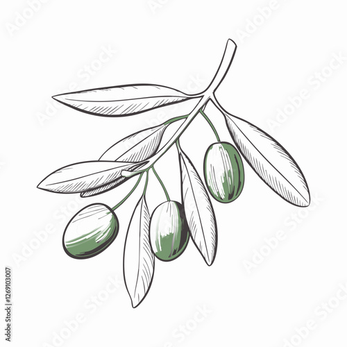 Olive branch with green olives and leaves on white background