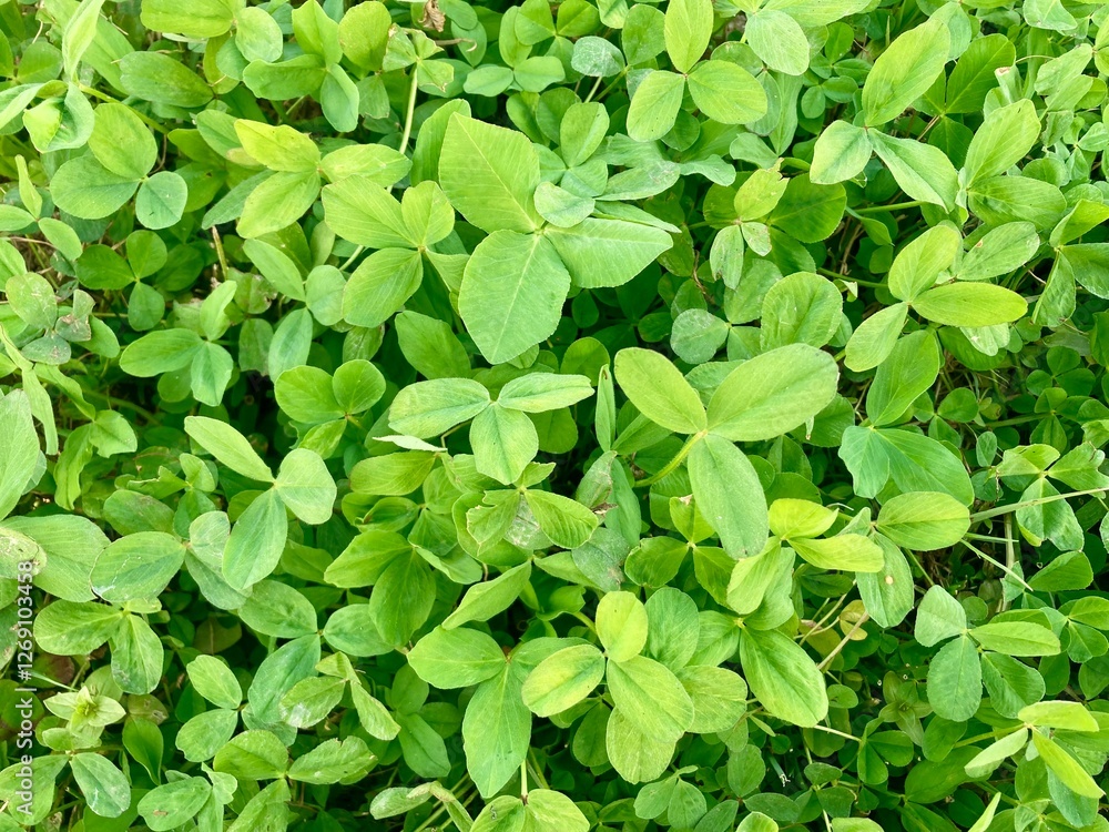 Lush green leaves, vibrant foliage, close-up nature photography, saturated green hues, green leaves background Lush green leaves, vibrant foliage, close-up nature photography, saturated green hues, green leaves background