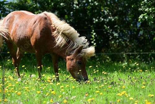 Schönes Pony auf einer blühenden Wiese