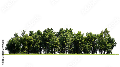 Fototapeta Naklejka Na Ścianę i Meble -  Isolated strip of dense forest trees, perfect for adding depth and realism to designs