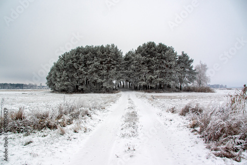 Obraz na płótnie Piękno zimowego krajobrazu, Podlasie, Polska w salonie