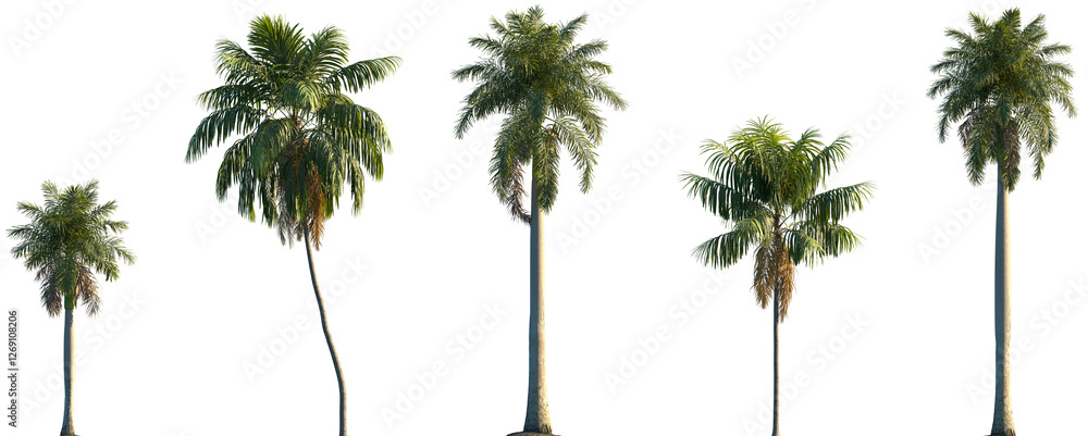 Obraz premium Set of Roystonea regia and Howea forsteriana frontal isolated png on a transparent background perfectly cutout
