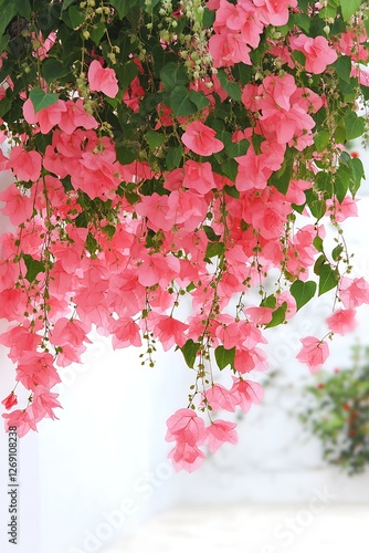 A Beautiful Display of Pink Bougainvillea Flowers Perfect for Spring Decor