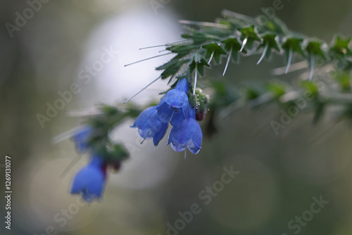 Russian Comfrey, Symphytum x uplandicum, wild flowering plant from Finland photo