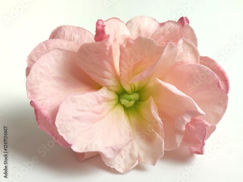 Common stock: a species of flowering plant, scientifically known as Matthiola incana (isolated on white background). photo