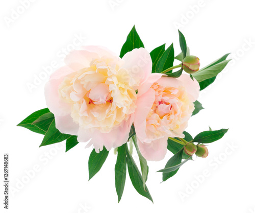 Beautiful peony flower.
