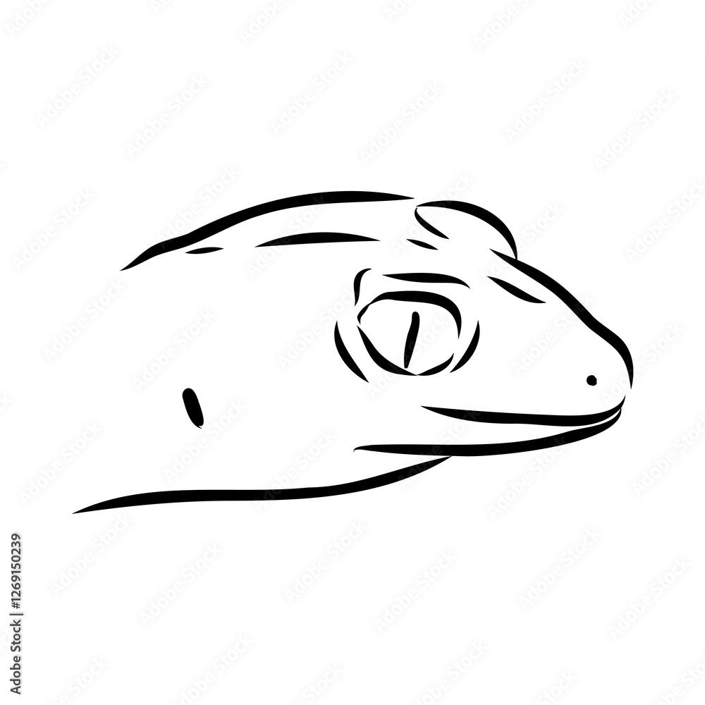 gecko outline illustration on background, Australian gecko outline illustration on background, Australian