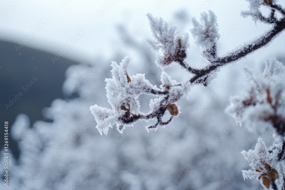 Close-up shot of a tree branch covered in frost, perfect for winter or seasonal designs Close-up shot of a tree branch covered in frost, perfect for winter or seasonal designs