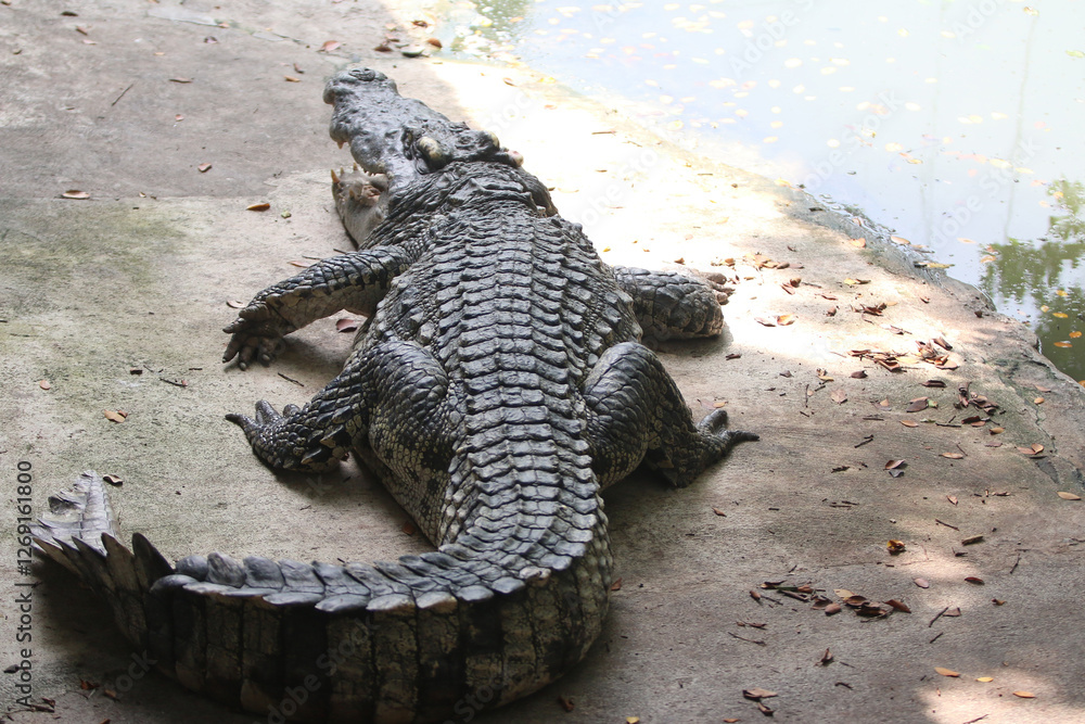 Big crocodile on farm outdoors Big crocodile on farm outdoors