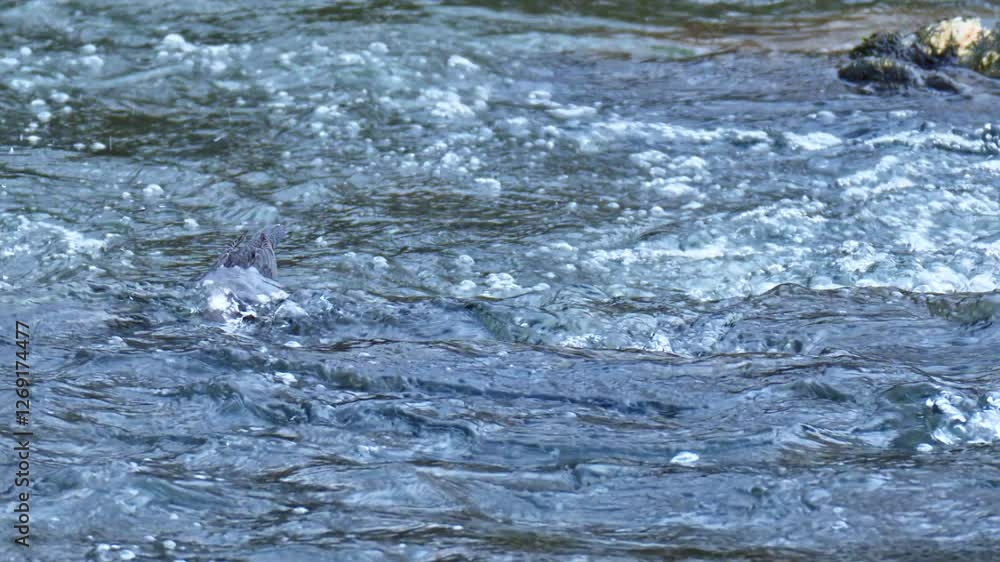 White throated dipper, Cinclus cinclus also known as the European dipper or just dipper, an aquatic passerine bird, looking for food in a cold river stream. White throated dipper, Cinclus cinclus also known as the European dipper or just dipper, an aquatic passerine bird, looking for food in a cold river stream.