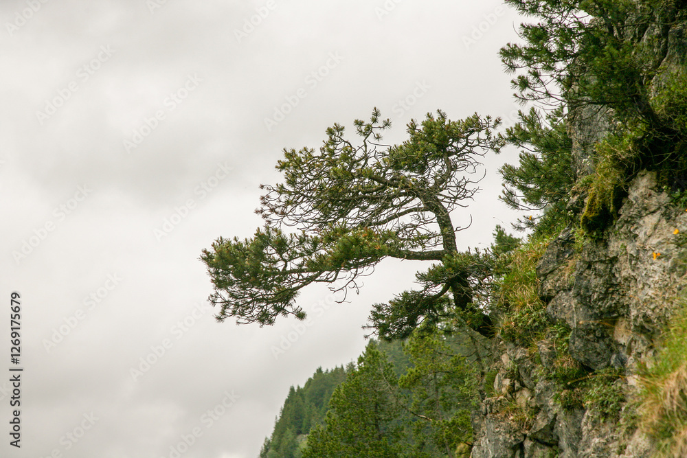 Fototapeta premium A tree is growing on a rocky hill. The tree is bare and has no leaves. The sky is cloudy and the sun is not visible
