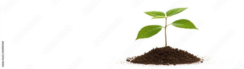 Fresh green plant sprouting from rich dark soil symbolizing new beginnings, growth, and environmental sustainability in a peaceful setting Fresh green plant sprouting from rich dark soil symbolizing new beginnings, growth, and environmental sustainability in a peaceful setting