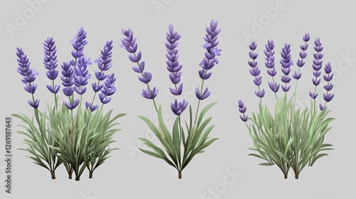 Lavender plants with purple flowers and green foliage in a serene layout suitable for decoration and design