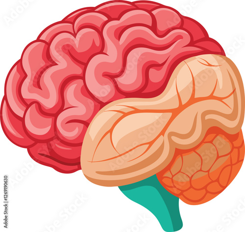 Medical illustration of the human brain vector art illustration