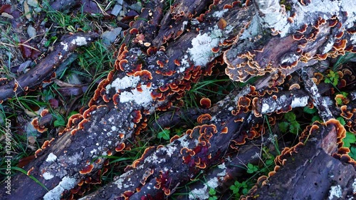 Details of the forest in autumn on the trails of the Metropoli Verde in the Montes Obarenes Natural Park in San Zadornil. Burgos. Castile and Leon. Spain. Europe photo