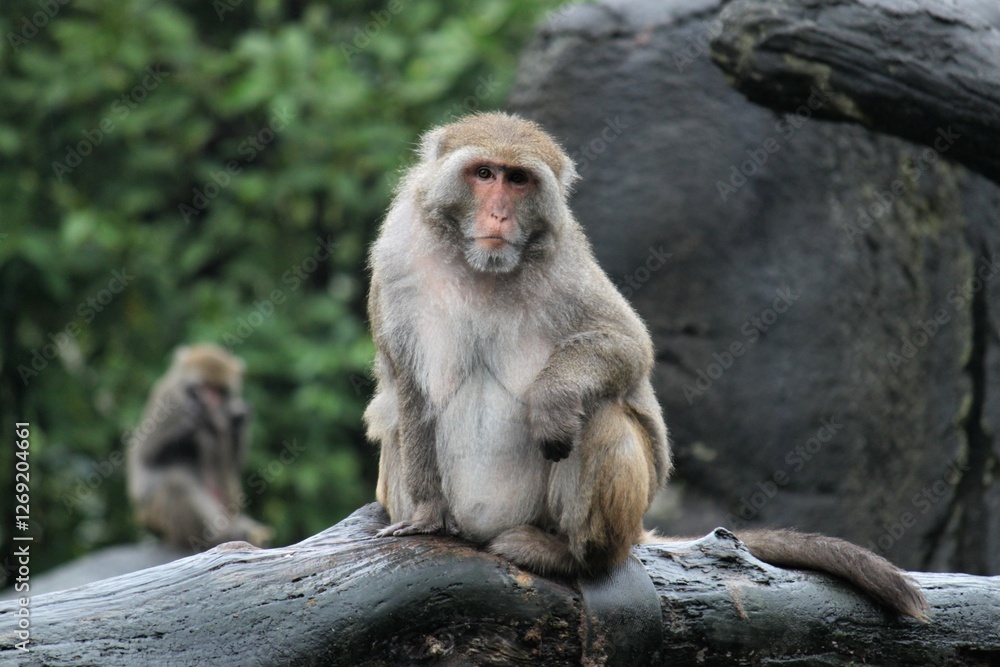 Portrait of a Monkey in a Zoo