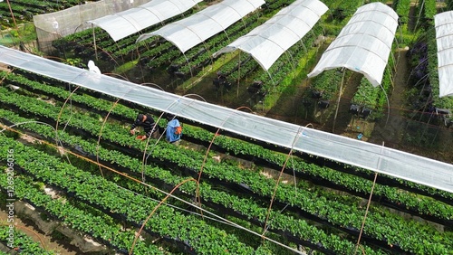 Canvastavla Strawberry Farm Greenhouse in La Trinidad Benguet