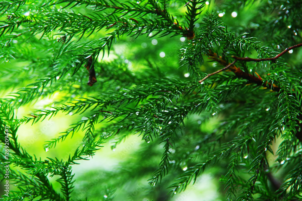 Obraz premium 緑に滴る水滴